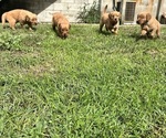Small #4 Golden Retriever