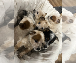 Australian Cattle Dog Puppy for sale in PUYALLUP, WA, USA