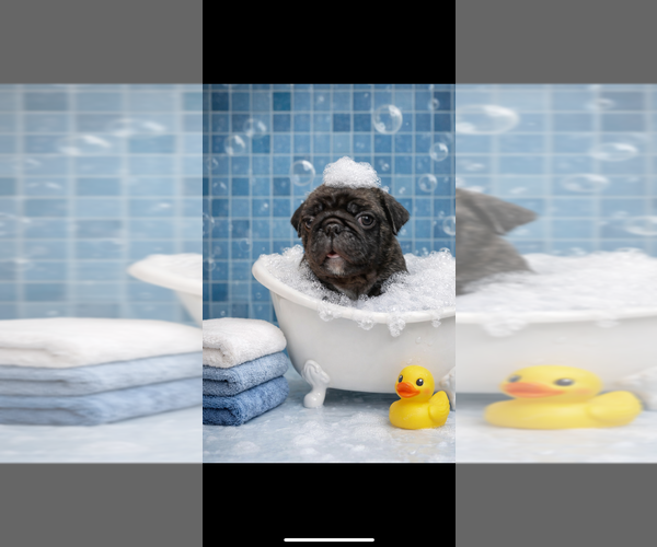 Medium Photo #7 Pug Puppy For Sale in CLEARWATER, FL, USA