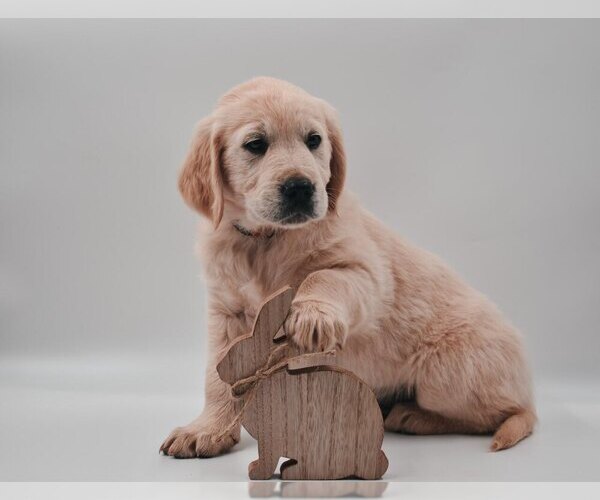 Medium Photo #1 English Cream Golden Retriever Puppy For Sale in PROSPECT, VA, USA
