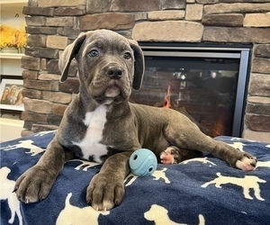 Cane Corso Puppy for sale in NOBLESVILLE, IN, USA