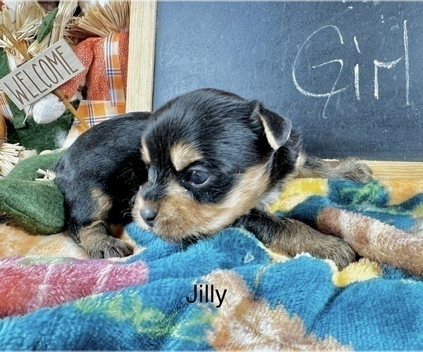 Medium Photo #9 Yorkshire Terrier Puppy For Sale in CASSVILLE, MO, USA