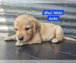 Small #7 Labrador Retriever