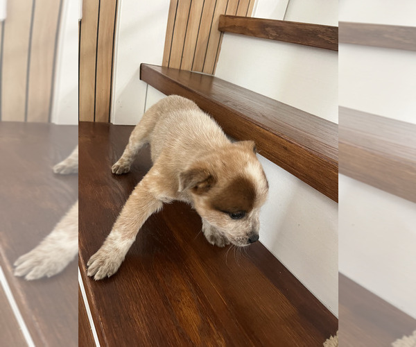Medium Photo #2 Australian Cattle Dog Puppy For Sale in PUYALLUP, WA, USA