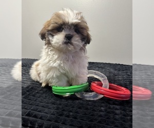 Shih Tzu Puppy for sale in INDIANAPOLIS, IN, USA