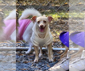Honey - Female Australian Shepherd-Chihuahua Mix Dog for Adoption - Photo #2