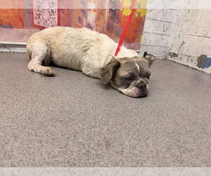French Bulldog Dogs for adoption in San Bernardino, CA, USA