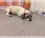 Small French Bulldog