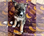 Puppy Cream girl German Shepherd Dog-Siberian Husky Mix