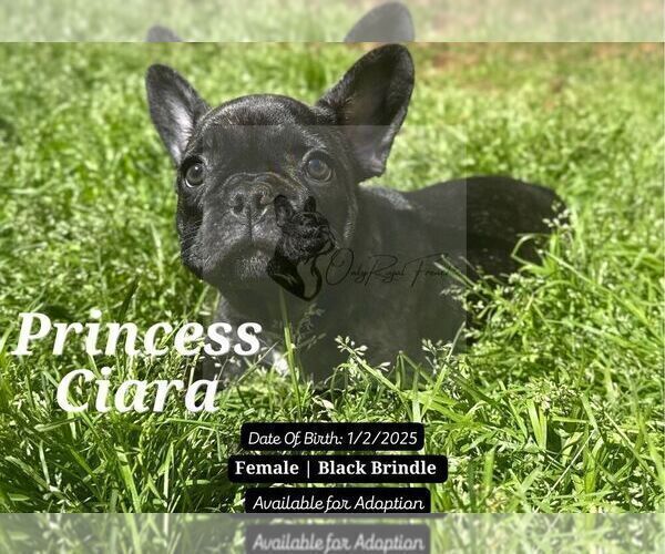 Medium Photo #5 French Bulldog Puppy For Sale in FAYETTEVILLE, GA, USA
