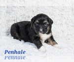 Puppy Penhale Australian Shepherd