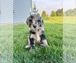 Small Photo #16 Goldendoodle Puppy For Sale in ALLENDALE, MI, USA