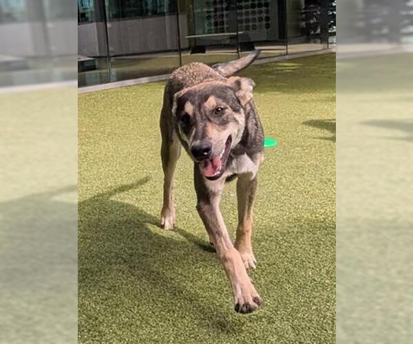 Medium Photo #2 Gerberian Shepsky Puppy For Sale in San Martin, CA, USA