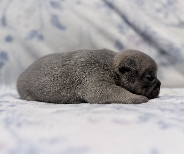 Medium Photo #3 French Bulldog Puppy For Sale in SACRAMENTO, CA, USA