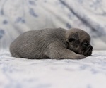 Small #2 French Bulldog