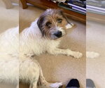 Small #7 Jack Russell Terrier Mix