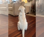 River - Male Labrador Retriever Puppy for Sale - Photo #16