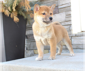 Shiba Inu Puppy for sale in CANTON, SD, USA