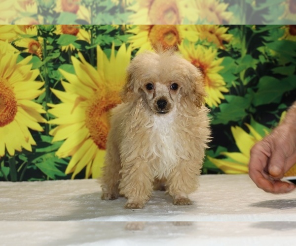 Medium Photo #19 Poodle (Toy) Puppy For Sale in DYERSBURG, TN, USA
