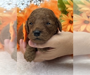Goldendoodle (Miniature) Puppy for sale in BULLARD, TX, USA