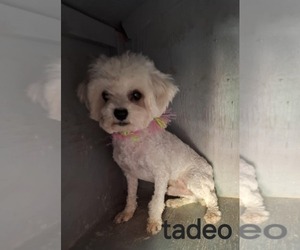 Maltipoo Dogs for adoption in Minneapolis, MN, USA