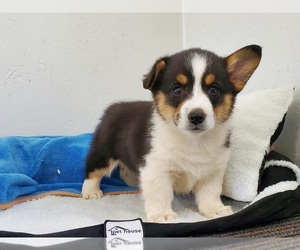 Pembroke Welsh Corgi Puppy for sale in CLARK, MO, USA