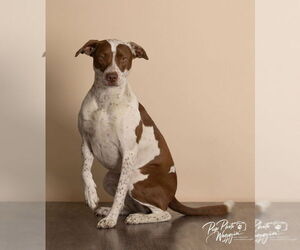 Bear - Female Pointer-Unknown Mix Dog for Adoption - Photo #2