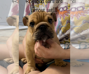 English Bulldog Puppy for Sale in SPRING, Texas USA