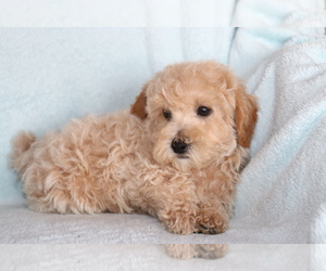 Bichpoo Puppy for sale in SHILOH, OH, USA