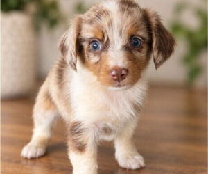 Medium Aussiedox