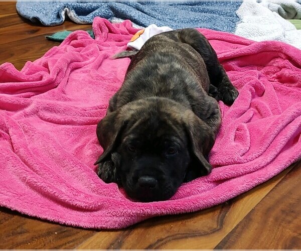 Medium Photo #9 Mastiff Puppy For Sale in FORT WAYNE, IN, USA