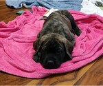 Small Photo #9 Mastiff Puppy For Sale in FORT WAYNE, IN, USA