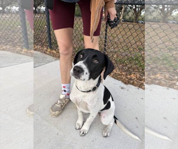 Medium Photo #3 Mutt Puppy For Sale in Sanford, FL, USA