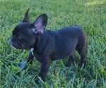 Small Photo #3 French Bulldog Puppy For Sale in CAPE CORAL, FL, USA