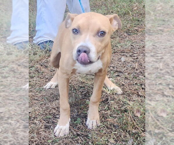 Medium Photo #1 American Pit Bull Terrier-Labrador Retriever Mix Puppy For Sale in Wetumpka, AL, USA