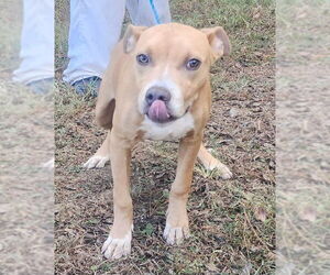 Medium American Pit Bull Terrier-Labrador Retriever Mix