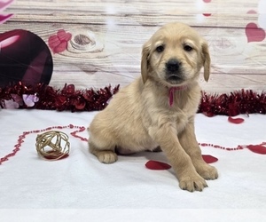 Golden Retriever Puppy for sale in MODESTO, CA, USA