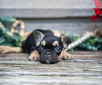 Small #1 French Bulldog