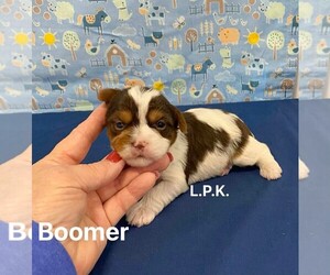 Yorkshire Terrier Puppy for sale in WINNSBORO, LA, USA