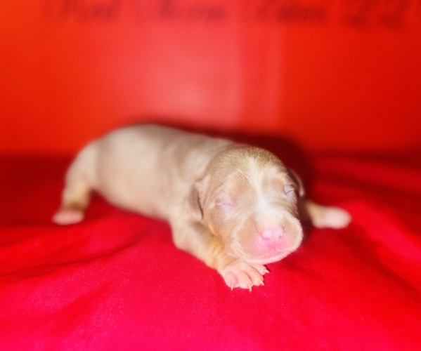 Medium Photo #7 American Bully Puppy For Sale in TRENTON, NJ, USA