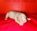 Small Photo #7 American Bully Puppy For Sale in TRENTON, NJ, USA