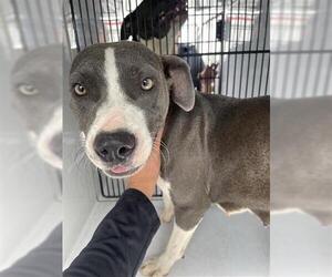 American Pit Bull Terrier Dogs for adoption in Houston, TX, USA