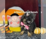 Small Photo #3 Pomeranian Puppy For Sale in HI VISTA, CA, USA