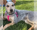 Small Photo #1 Australian Cattle Dog-Unknown Mix Puppy For Sale in ELK GROVE, CA, USA