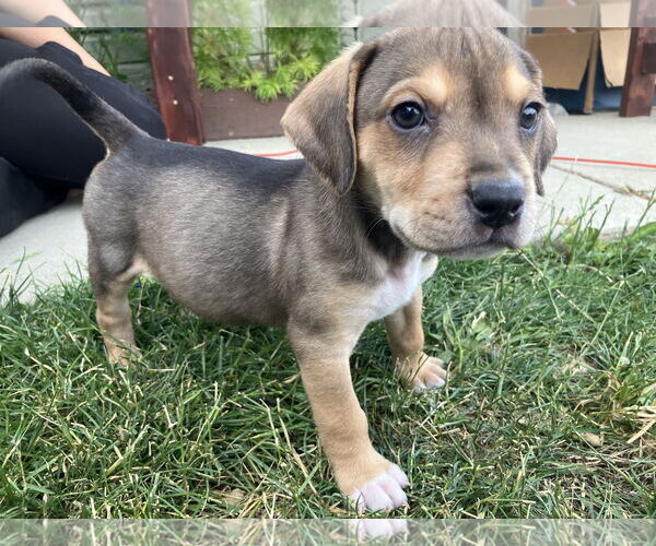 Medium Photo #1 Mutt Puppy For Sale in Winter Park, CO, USA