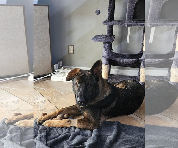 Medium Photo #1 German Shepherd Dog Puppy For Sale in Plantation, FL, USA