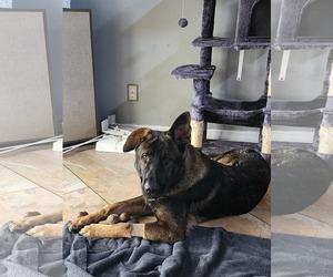 German Shepherd Dog Dogs for adoption in Plantation, FL, USA