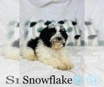 Small Photo #4 Cockapoo Puppy For Sale in ALGOOD, TN, USA