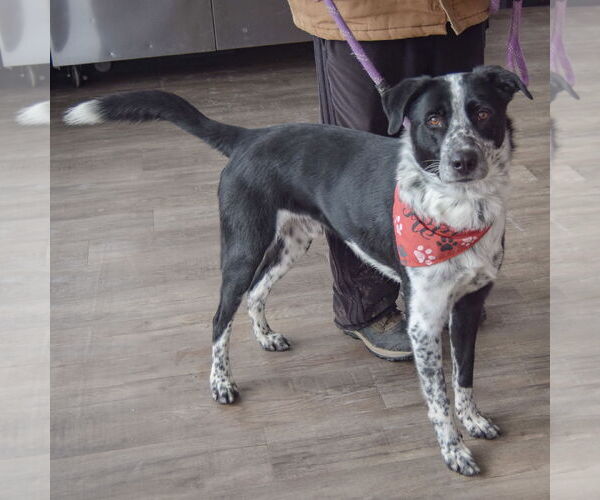 Medium Photo #2 Border Collie-Unknown Mix Puppy For Sale in Huntley, IL, USA