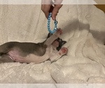 Small Photo #3 French Bulldog Puppy For Sale in SEBRING, FL, USA